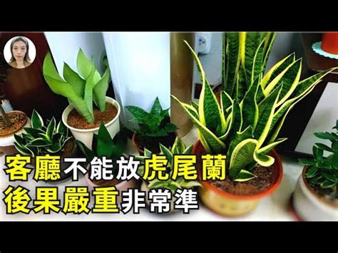 招財風水禁忌擺放虎尾蘭風水|【風水禁忌虎尾蘭風水】風水禁忌注意！虎尾蘭這樣擺宅運旺，避。